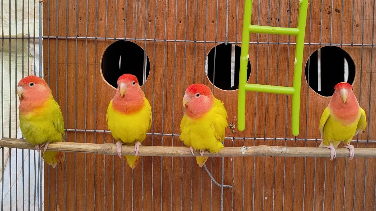 Lovebirds agapornis sounds | Relaxing Sounds of Singing, Playing, and Talking Parakeets
