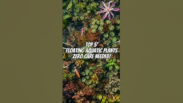 Top 5 Floating & Aquatic Plants  for Fish Ponds  | Easy & Low Maintenance #aquaticplants