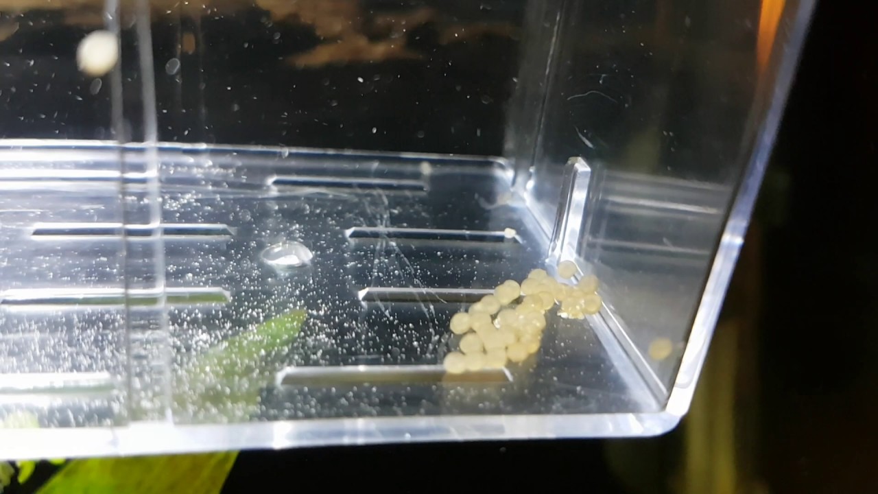 Corydoras albino eggs hatching after 4 days. - MaxresDefault