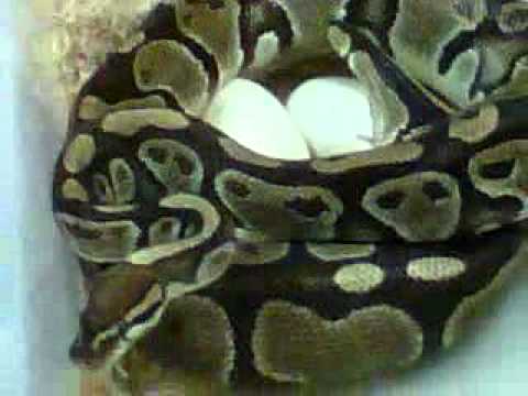 Ball Python Laying Egg