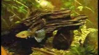 Mirdovo 95Ka - Gupka