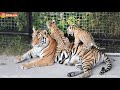 Как тигрица Скарлетт детям мясо на ужин принесла. Тайган. Tigers life in Taigan.