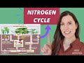 NITROGEN CYCLE: A level biology AQA.   Saprobionts, nitrogen-fixing, ammonification & nitrification