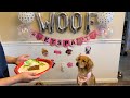 Seong-mi’s 1st Birthday Pawty 🥳💛🦮🐾 | Happy 1st Birthday Seong-mi 🎉🎈🎊🎁 | Golden retriever