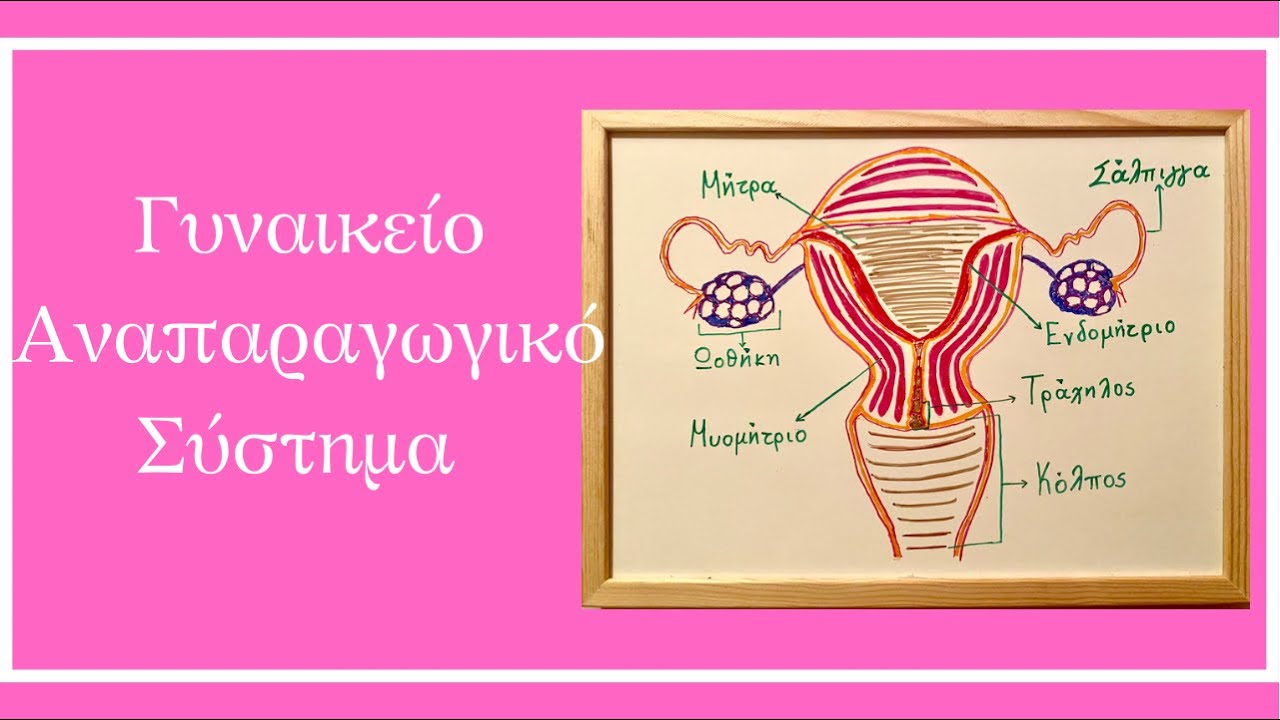 Γυναικείο Αναπαραγωγικό Σύστημα