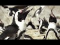 Penguins Survival Skills You Don't Know About | BBC Earth