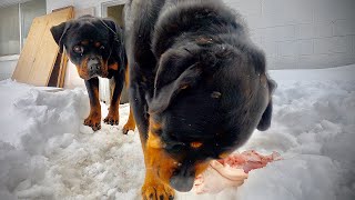 How To Feed Raw Food Diet To Dogs by The Rotty Ranch 9,369 views 1 year ago 14 minutes, 50 seconds