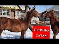 ТЕЗ арада Бышты кунан сатам 🐎 Кетиш керек 🇷🇺Тайгарада кунан бышты сатылат баалары жакшы