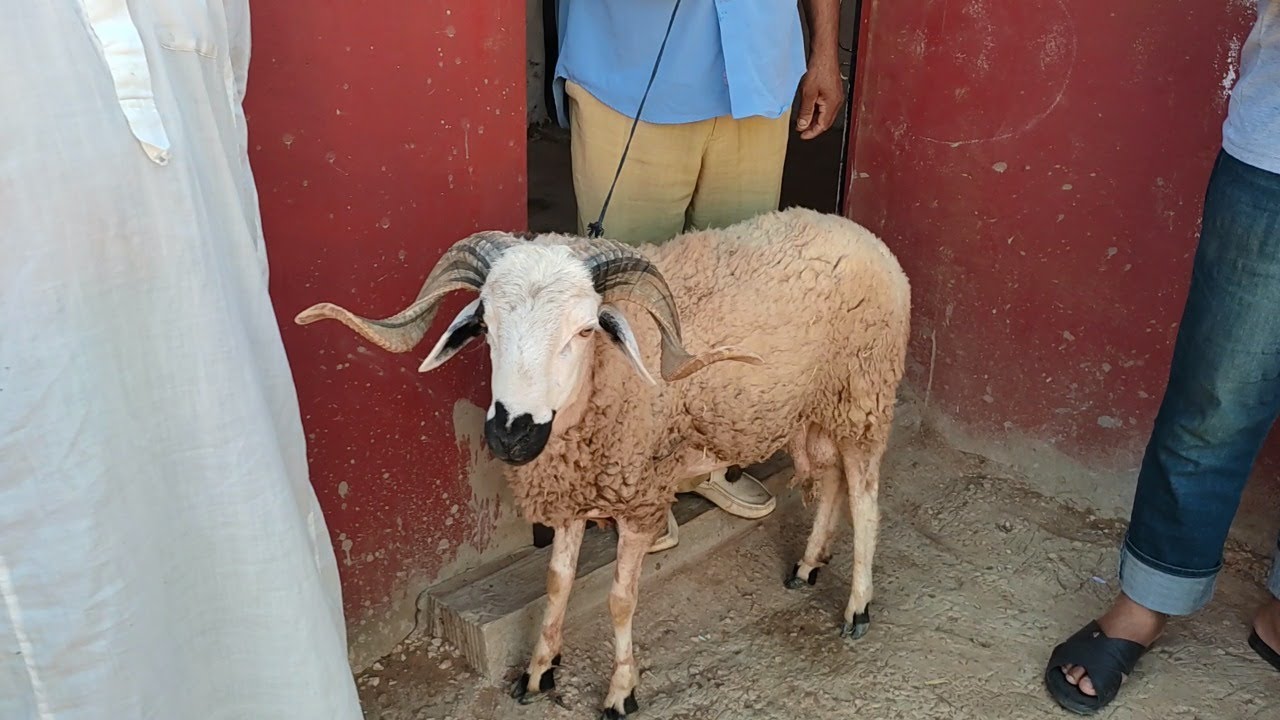 بتوفيق من الله عدنا للأختين سناء ويامنة شكرا على كل تفاعلاتكم هاتف الأب للمساعدة 0618477133