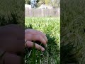I can touch grass unlike a most youtuber's satisfying
