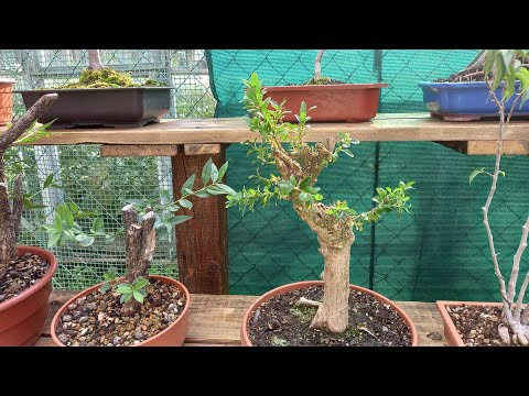O podlewaniu drzewek bonsai oraz przycicie bukszpanu - YouTube