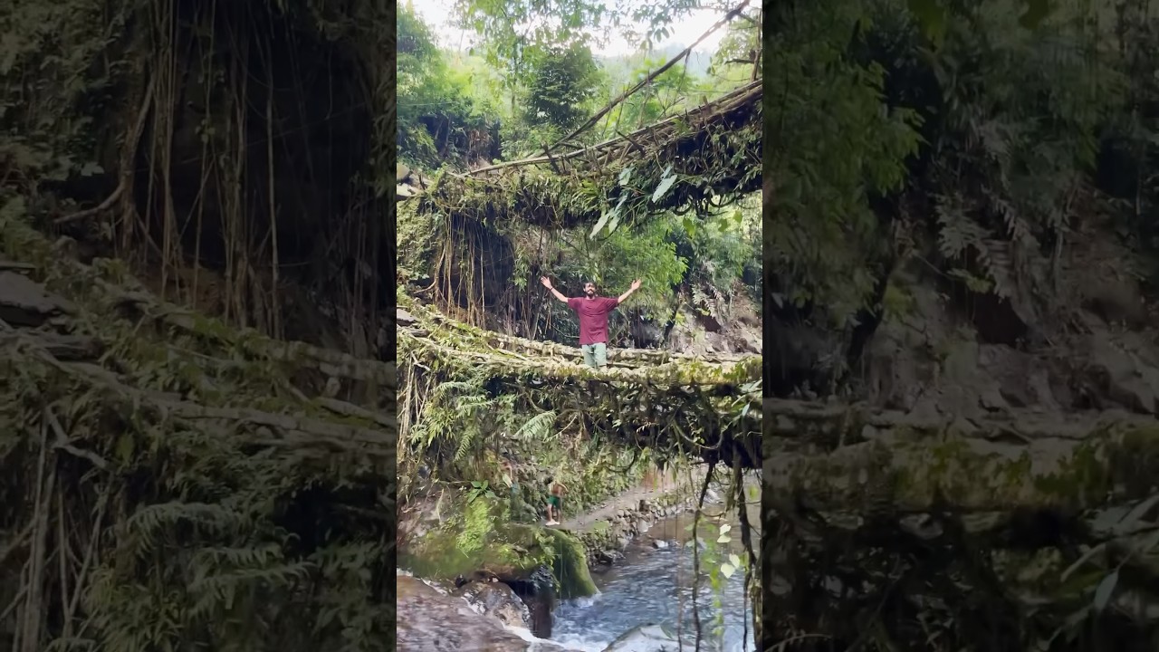 #32/100 - A BRIDGE made with TREE ROOTS 🤯 | 