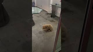 Puppy’s Adorable Reaction to Rain
