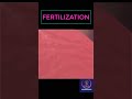 Fertilization Process Shorts Pregnancy Youtubeshorts