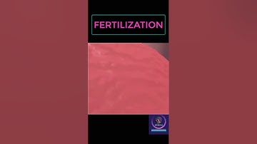 Fertilization Process #shorts #pregnancy #youtubeshorts