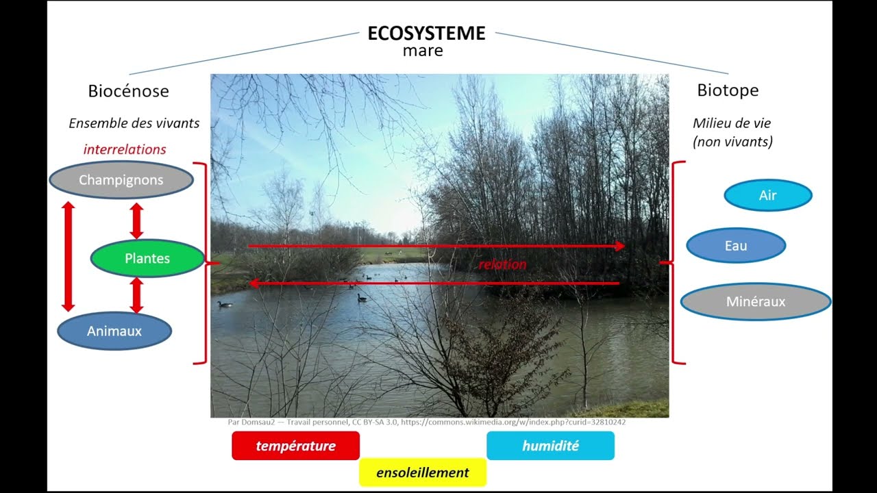 Ecosystème et biodiversité