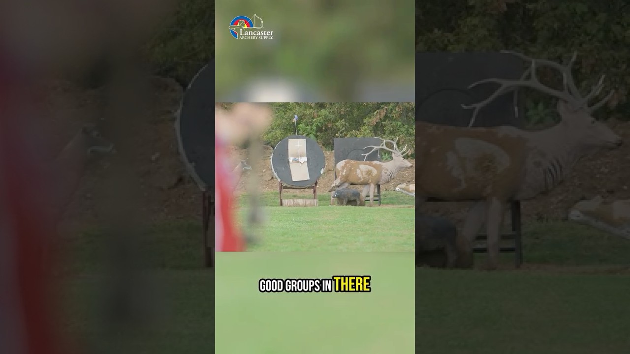 Новые луки Bear Bows 2026! 🏹 — Какой из них соответствует вашему бюджету?