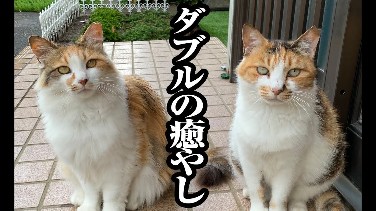 猫動画】 ダブルの癒やし〜#猫動画#猫#332 - YouTube