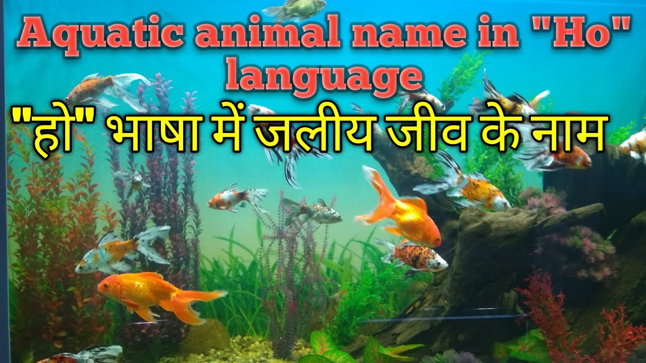 aquatic animal name in HO HINDI & ENG language YouTube