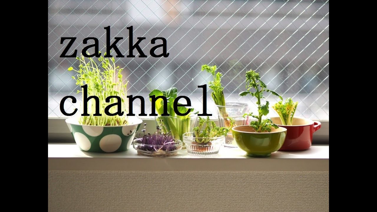 今日から始める水耕栽培 キッチン菜園 リボベジ のススメ キナリノ