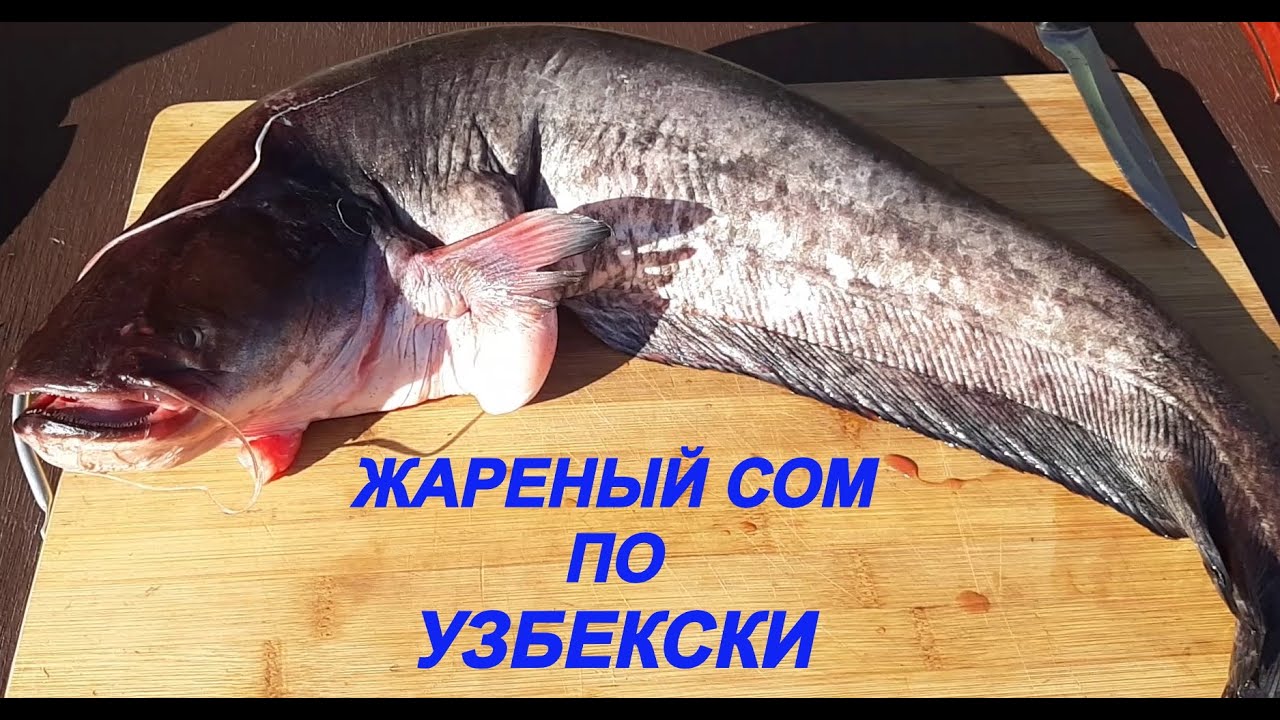 Дойки сом в машине