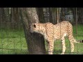 富士サファリパーク・猛獣ゾーン 2012/05/14 の動画、YouTube動画。