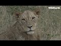 WildEarth - Sunset Safari - 1 March 2022