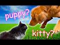 My Dogs Meet a Cat for the first time!!