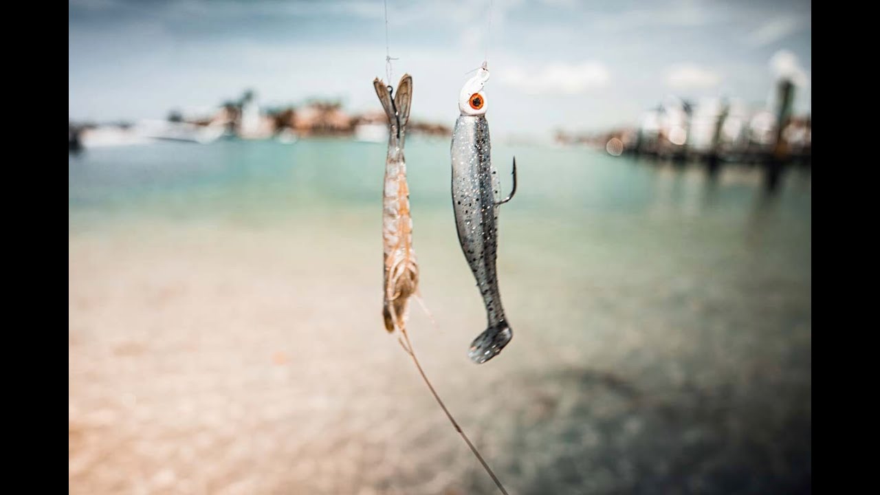 Wade Fishing Using Live Bait and Artificial Lures For Saltwater Fish 