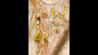Microscopy - A New Hobby