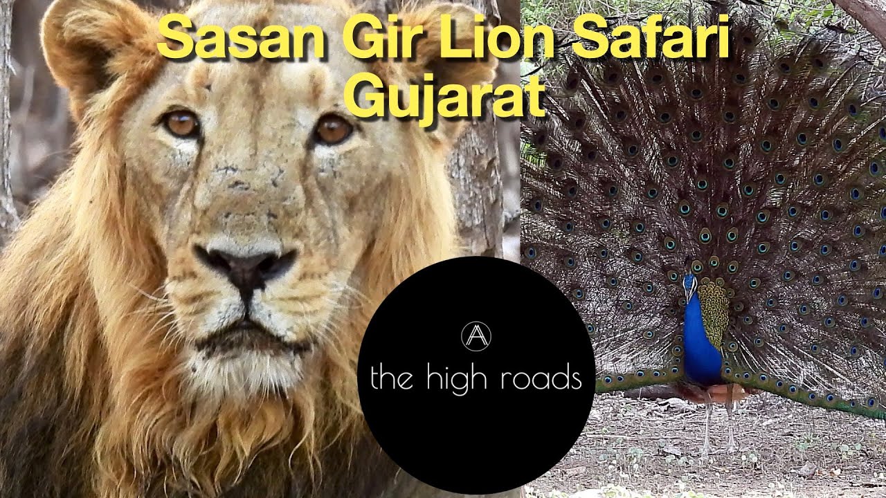 Sasan Gir National Park | Gir lion | Gir Safari | The Western Routes | The High Roads