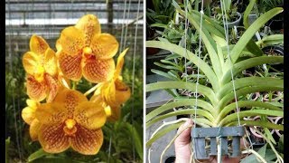 Vanda Thai Spots X Suksamran Spots ( Yellow Red Spots Flower) - Orquidário  Dona Vanda