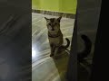The cat is asking for Dinner
