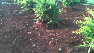 101APPLE IMG 1345
