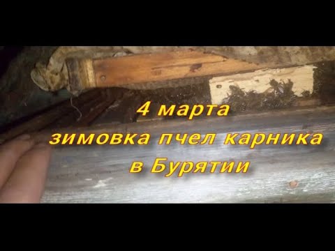 4 марта зимовка пчел карника в Бурятии