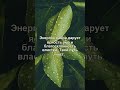 ЛАВР В СУМКЕ и Твой путь чист