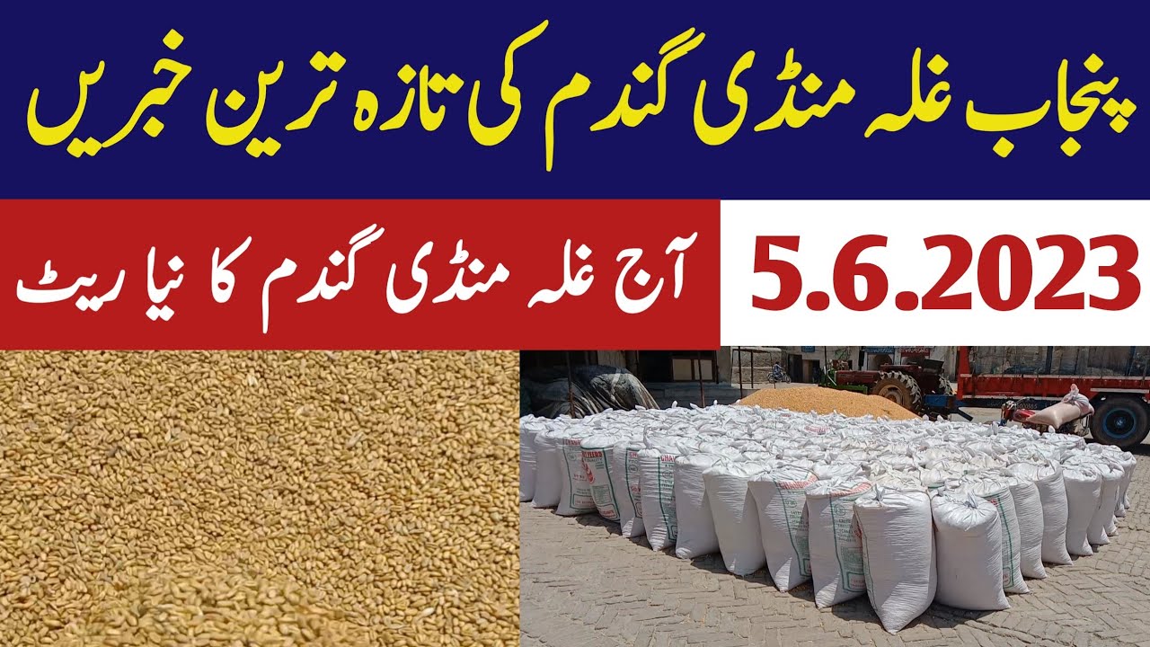 Wheat Rate Today Punjab Pakistan YouTube Wheat Rate Today Punjab Pakistan YouTube