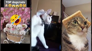 Funny Cats 2024 🐕 Cat Fails 🙀 #worldofanimals Part 3000