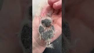 Abbee, Bichon Frise , sebaceous glands/ sebaceous cysts 