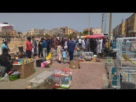 جولة في سوق طيور في مدينة الداخلة يوم لأحد 22 6 2025 طيور الحسون اكسبلور الحمام