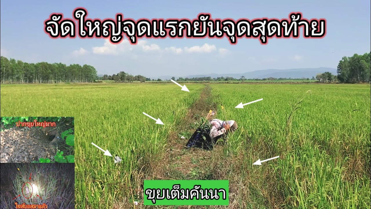 ทำไมเยอะขนาดนี้!!ไม่รู้จะดักตรงไหนก่อนเลยขุยและทางเดินเต็มไปหมดนี่มันดงหนูพุกใหญ่ล้วนๆ