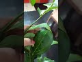 how to get rid of Lizard, cockroach ant etc