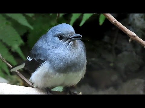 A Male Robin Trying to Attract Female