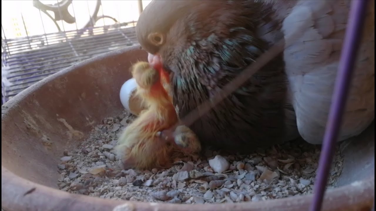 لا تفوتك لحظة خروج الزغاليل من بيض الحمام و طريقة إطعامهم (اللّبَا) من أمهم بعد الفقس مباشرةً !!!