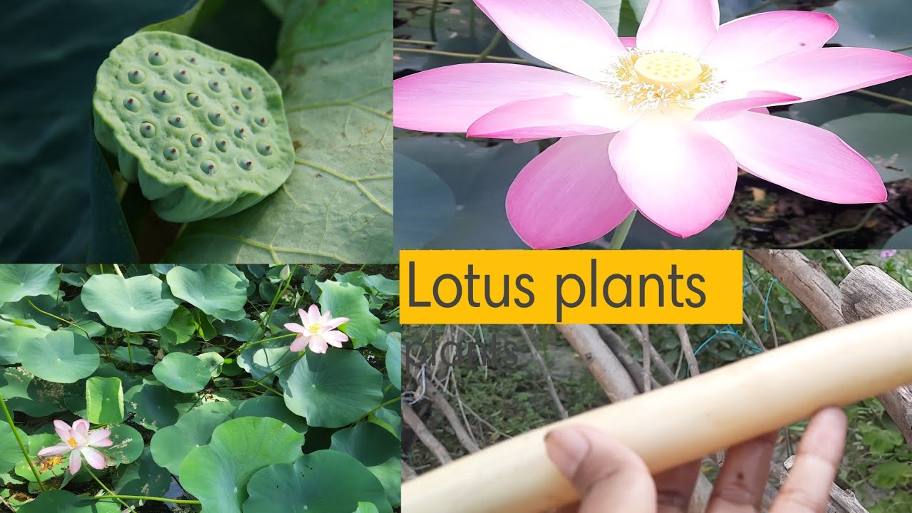 Lotus plantsshowing every parts of lotus plant flowerrootsseeds