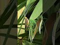 Fantastic !Weaver Bird Labor Build Nest 50#birds #wildlife
