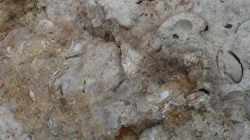 How Are Fossil Concretions Formed? - Safari Sam