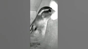 Wild Garden House Sparrow leaves after sheltering in a nest box #shorts