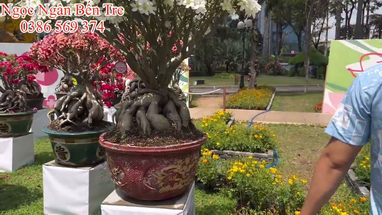 Tranh tài Các Nàng Sứ tại Công viên Tao Đàn 2026| 0386569374 - Ngọc Ngân Bến Tre | Chuyên cây độc lạ