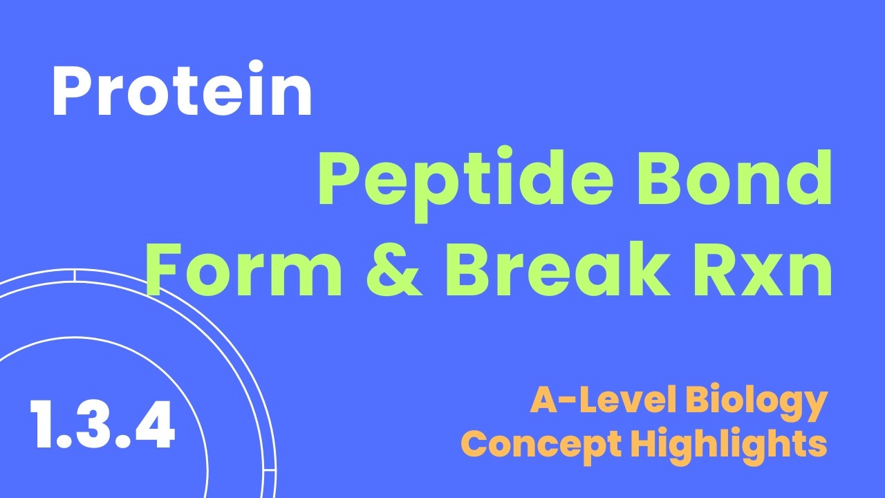 1.304 Образование и разрыв пептидных связей #биомолекулы